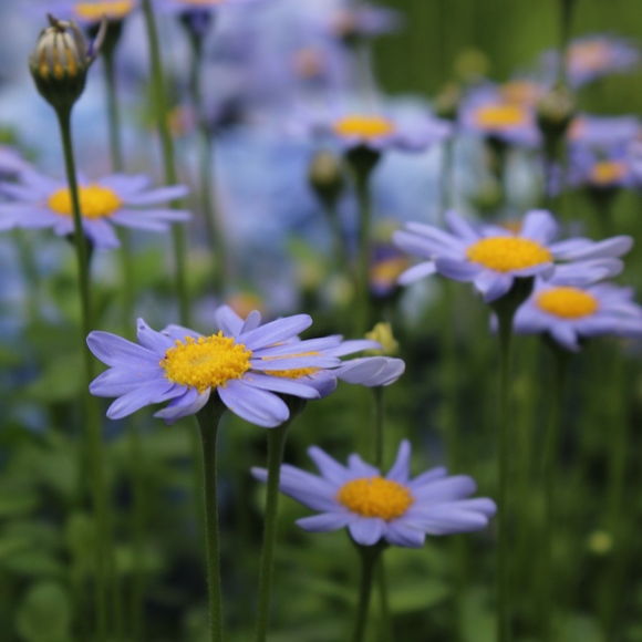 Meet your Posher - Picture 1 of 3